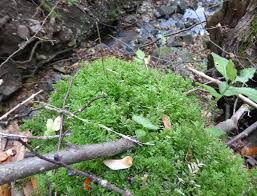 Attēlu rezultāti vaicājumam “Plagiomnium undulatum”