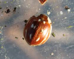 Attēlu rezultāti vaicājumam “Myzia oblongoguttata”