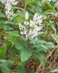 Attēlu rezultāti vaicājumam “Reynoutria sachalinensis flower”