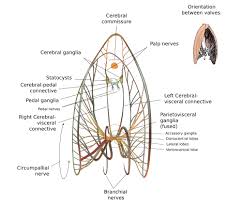Image result for Placopecten magellanicus