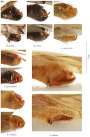 Attēlu rezultāti vaicājumam “Dicyphus sp.”