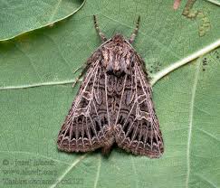 Attēlu rezultāti vaicājumam “Tholera decimalis”