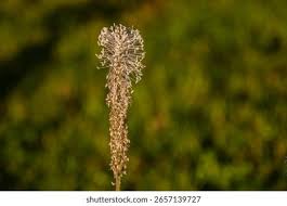 Attēlu rezultāti vaicājumam “Plantago media bud”