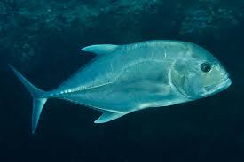 Image result for Caranx ignobilis