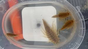 Attēlu rezultāti vaicājumam “Saduria entomon”