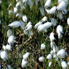 Attēlu rezultāti vaicājumam “Eriophorum angustifolium fruit”