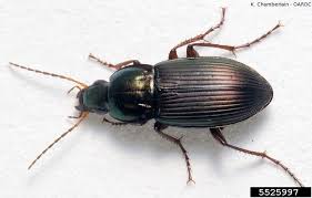 Attēlu rezultāti vaicājumam “Carabidae”