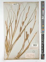 Attēlu rezultāti vaicājumam “Carex atherodes”