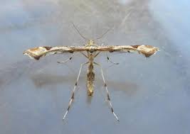 Attēlu rezultāti vaicājumam “Platyptilia gonodactyla”