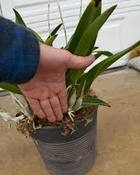 Attēlu rezultāti vaicājumam “Aphelia viburniana”