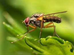 Attēlu rezultāti vaicājumam “Trypetoptera punctulata”