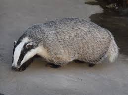 Attēlu rezultāti vaicājumam “Meles meles”