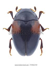 Attēlu rezultāti vaicājumam “Erotylidae”