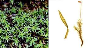 Attēlu rezultāti vaicājumam “Timmia megapolitana”