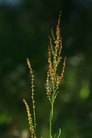 Attēlu rezultāti vaicājumam “Rumex acetosa bud”