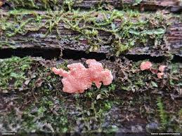 Attēlu rezultāti vaicājumam “Hypomyces armeniacus”