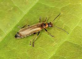 Attēlu rezultāti vaicājumam “Cantharis figurata”