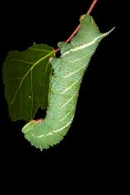 Attēlu rezultāti vaicājumam “Laothoe amurensis”