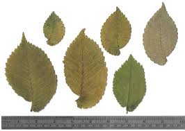 Attēlu rezultāti vaicājumam “Ulmus glabra leaf”