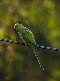 Image result for Psittacula krameri