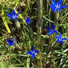 Attēlu rezultāti vaicājumam “Trilophozia quinquedentata”