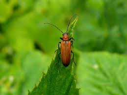 Attēlu rezultāti vaicājumam “Anogcodes melanurus”