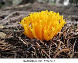 Attēlu rezultāti vaicājumam “Calocera viscosa”