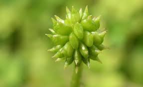 Attēlu rezultāti vaicājumam “Ranunculus acris fruit”