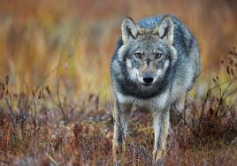 Attēlu rezultāti vaicājumam “Canis lupus”