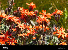 Attēlu rezultāti vaicājumam “Silene x arkwrightii Vesuvius flower”