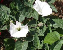 Image result for Datura stramonium