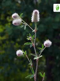Attēlu rezultāti vaicājumam “Trifolium arvense fruit”