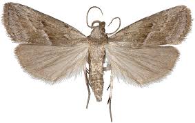 Attēlu rezultāti vaicājumam “Hypenodes humidalis”