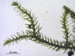 Attēlu rezultāti vaicājumam “Blepharostoma trichophyllum sporophyte”