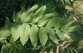 Attēlu rezultāti vaicājumam “Polygonatum multiflorum  leaf”