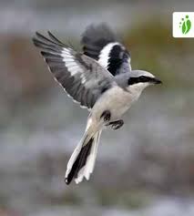 Attēlu rezultāti vaicājumam “Lanius excubitor”