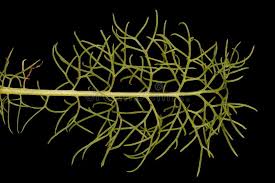 Attēlu rezultāti vaicājumam “Tripleurospermum inodorum leaf”