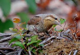 Image result for Jynx torquilla