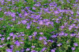 Attēlu rezultāti vaicājumam “Geranium sylvaticum”