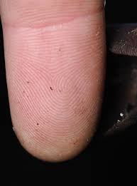 Attēlu rezultāti vaicājumam “Physarum cinereum young”