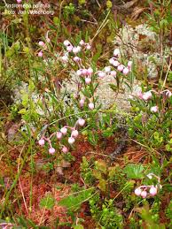 Attēlu rezultāti vaicājumam “Andromeda polifolia”