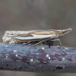 Attēlu rezultāti vaicājumam “Crambus hamella”