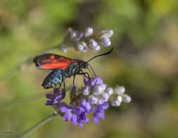 Attēlu rezultāti vaicājumam “Zygaena filipendulae exuvia”