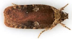Attēlu rezultāti vaicājumam “Agonopterix ciliella imago”