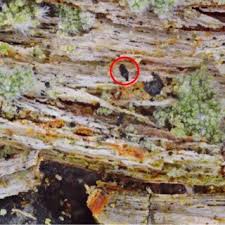 Attēlu rezultāti vaicājumam “Microcalicium disseminatum”