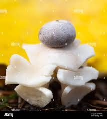 Attēlu rezultāti vaicājumam “Geastrum quadrifidum”