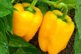 Afbeeldingsresultaat voor californian wonder golden sweet pepper