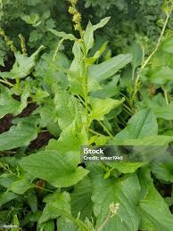 Attēlu rezultāti vaicājumam “Chenopodium bonus-henricus”