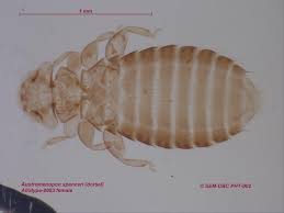 Attēlu rezultāti vaicājumam “Phthiraptera”