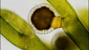 Attēlu rezultāti vaicājumam “Nitella sp.”